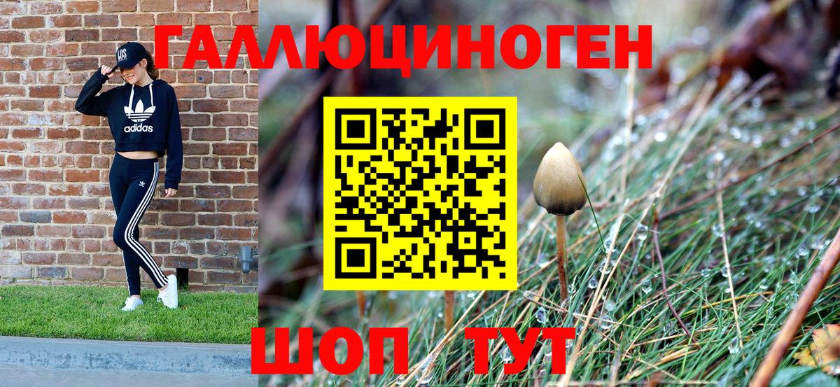 Новозыбков  Галлюциногенные грибы мицелий  купить  сайты  Вход с VPN 